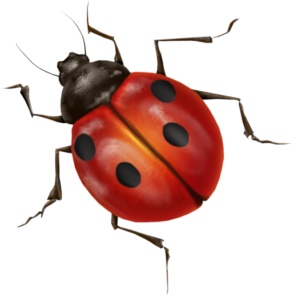 ladybug PNG image-3961